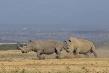 Fototapeta premium Nashorn jagd Artgenossen