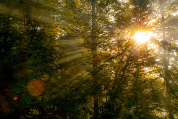Fototapeta na wymiar sun rays through forest foliage edited soft focus