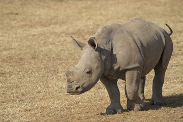 Obraz premium Junges Nashorn