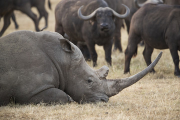 Fototapeta premium Nashorn mit Bueffelherde