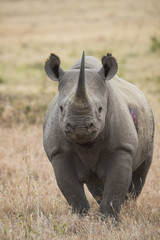 Obraz premium Nashorn wittert Gefahr