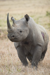 Fototapeta premium Nashorn wittert Gefahr