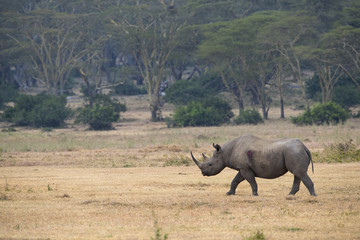 Nashorn durchstreift den Buschwald