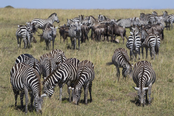 Fototapeta na wymiar Zebras bei der Nahrungsaufnahme