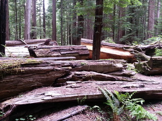 Bed of Fallen Trees