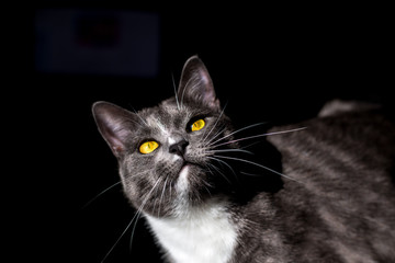 beautiful portrait of a grey cat on a black background. there is a place for text and advertising