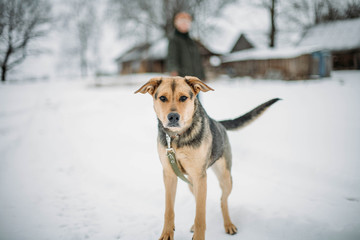 walking in winter. half-breed. brown dog