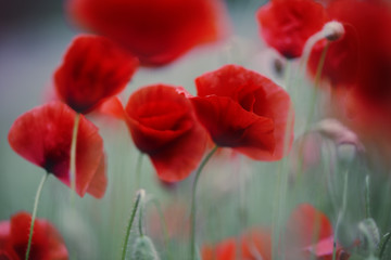 Naklejka premium Summer Poppy Meadow