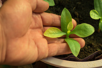 Young hands checking the growth of tree seedlings.