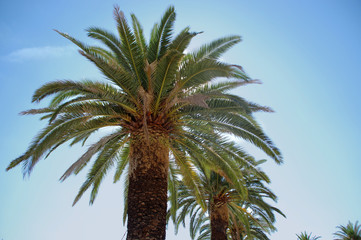 Fototapeta na wymiar Skyline of palms