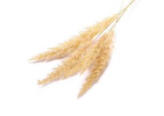 Dry common bulrush, isolated on white background © dule964