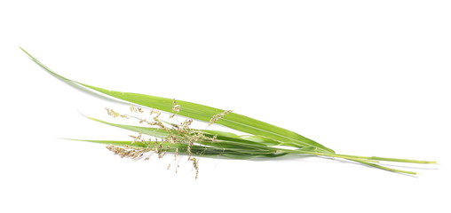 Common bulrush, isolated on white background © dule964