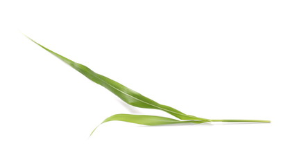 Common bulrush, isolated on white background © dule964