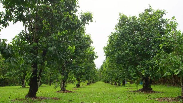 Wide shot of two parallel rows of trees.