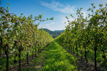 Naklejka premium Vigneti del Collio