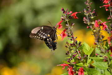 A DAY IN THE GARDEN 8-23