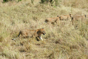 Lions cubs in Masai Mara, Kenya