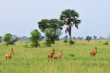 Naklejka na ściany i meble Lelwel Hartebeest antelopes, Uganda
