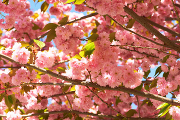 Cherry plum flowers in spring