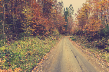 Landscape of autumn forest, road covered with fallen leaves from deciduous trees, toned image