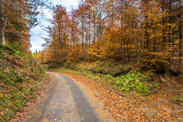 Landscape of autumn forest, trail in nature at fall, landscape