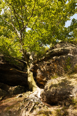 Fototapeta na wymiar Buche zwischen zwei Felsen im Elbsandstein Gebirge