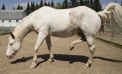 Cheval blanc de type Paint horse dans son enclos.