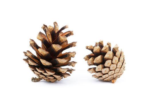 Cone pine isolated on a white background