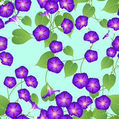 Purple Morning Glory on Green Mint Background. Vector Illustration