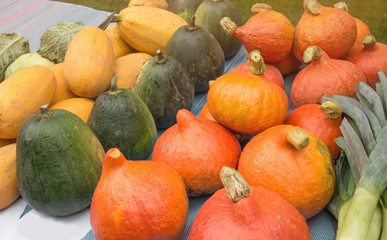 Harvest ripe round orange pumpkins at the farmers market.