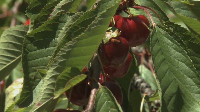 Cherry tree in summer tilt in Slow Food Presidia in Italy