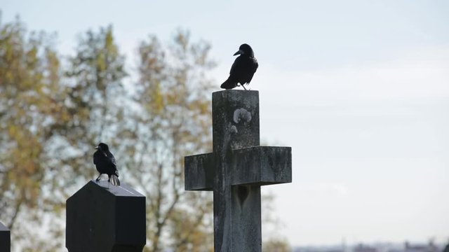 Friedhof - Cemetary Impressions