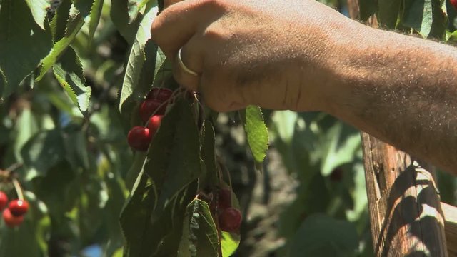 Farmer Hand Picking Cherries close up in Slow Food Presidia in Italy 2