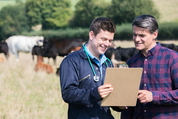 Farmer And Vet In Field With Cattle Looking At Clipboard