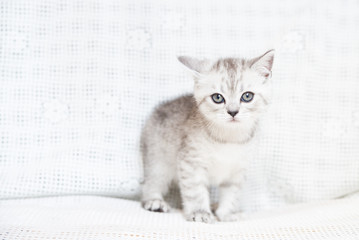 Charming little kitten Scottish Fold