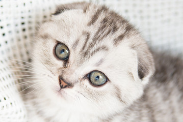 Charming little kitten Scottish Fold