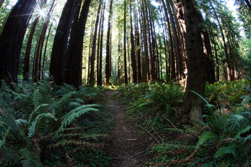 Redwood Forest in Northern California