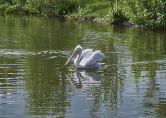 American white pelican
