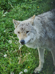 Gray wolf