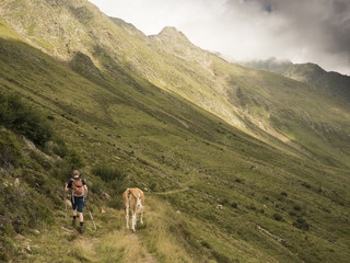Fototapeta na wymiar Hiking encountering a cow on an alpine track along a green mountain side