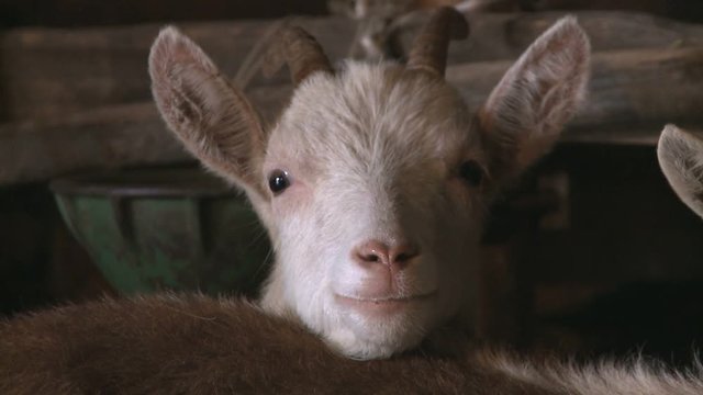 Funny white horned baby goat in stable looking at the camera close up