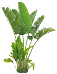 banana leaf on isolate and white background and clipping path