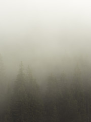 Heavy morning mist on a mountain forest