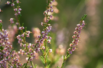 Sunlit heather flowers