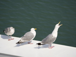 Tres gaviotas en el puerto de Hirtshals Dinamarca, en el verano de 2017