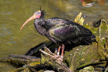 Waldrapp - Geronticus eremita