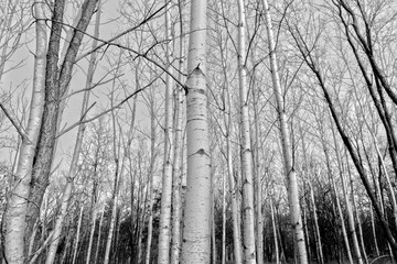 Birch Trees in Autumn Forest Black & White