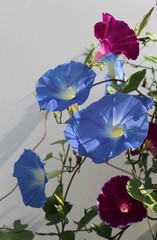 Flowers of morning glory blue and purple