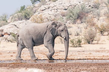 Fototapeta na wymiar African elephant walking