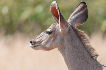 Close-up of a greater kudu cow, North-Western Namibia